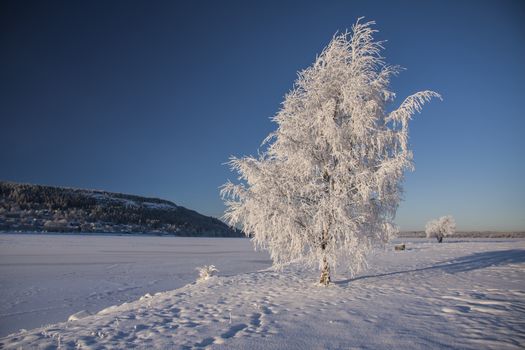 Beautiful snowy tree and blue sky