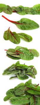 Mangold salad or Sweet beet leafs isolated on white background