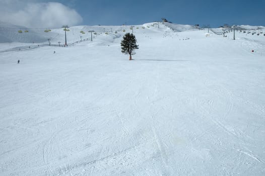 Single tree on the slope in Austria nearby Kaltenbach in Zillertal valley