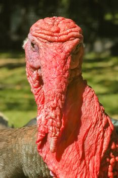 wrinkled skin detail of a turkey
