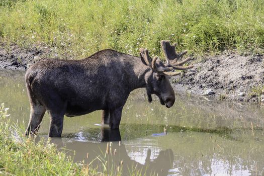 Big moose standing in the water 