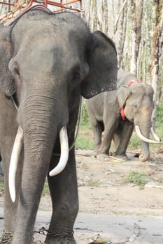 Elephants working on rubber tree plantation in Thailand