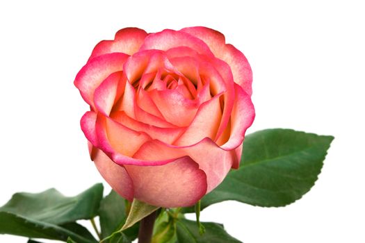 Beautiful pink rose on a white background