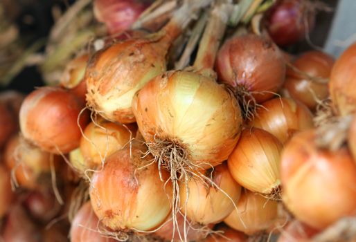 many yellow aromatic bulb onions like food background