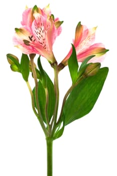 Beautiful pink alstroemeria on a white background