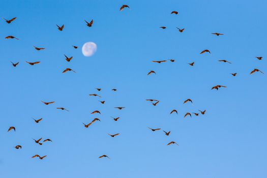Photo presents flock of several dozen of birds flying in blue sky, moon in background.