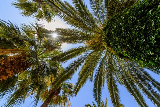 Exotic palms with big green leaves, with shining sun and blue sky in background, photo taken from bottom, ultra wide angel of view.