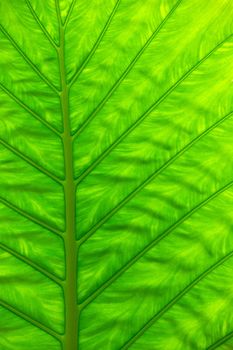 green leaf texture of a plant close up