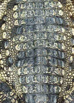 Crocodile skin texture close up