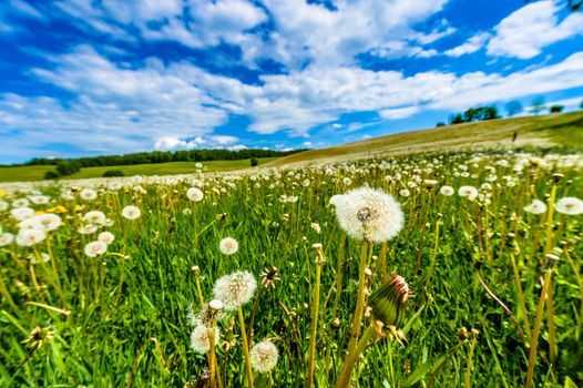 Spring landscape with meadow full of blow -balls, dandelions, in background blue sky and white clouds visible.