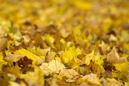 Colorful foliage in the autumn park