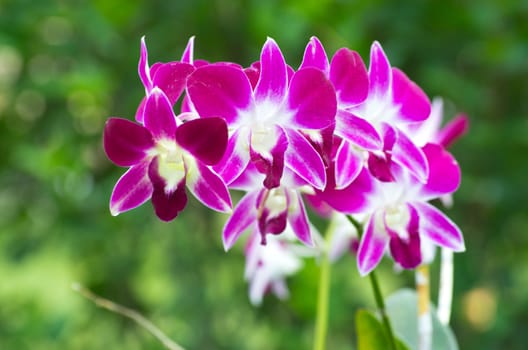 beautiful orchid on green background