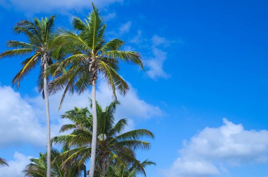 Palm tree on the sky