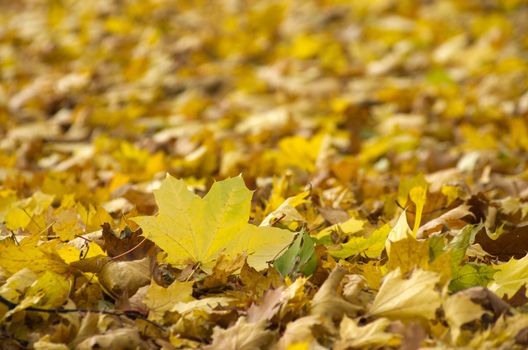 Colorful foliage in the autumn park