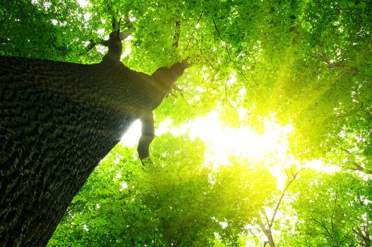 green leaves background in sunny day