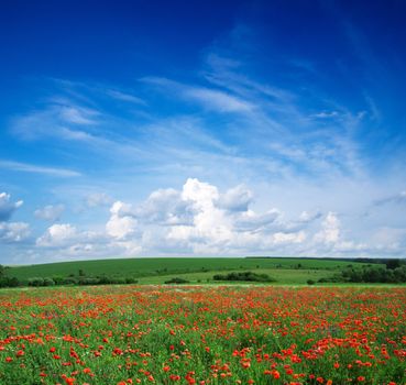 poppy flowers against the blue sky