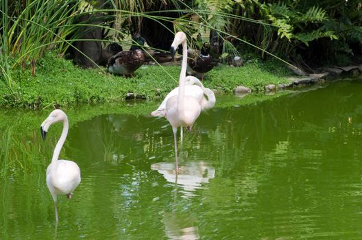 Image of flamingos in the water