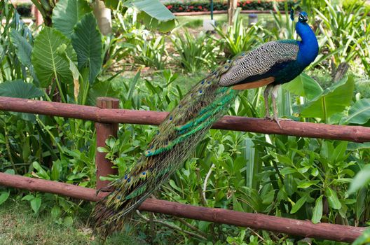 Peacock on a green background