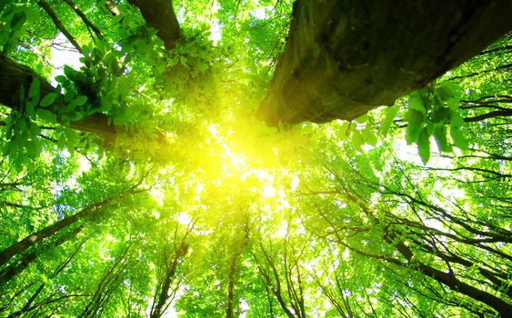 green forest background in a sunny day