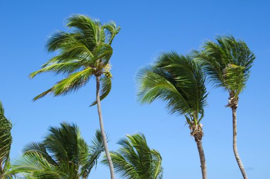 Palm tree on the sky