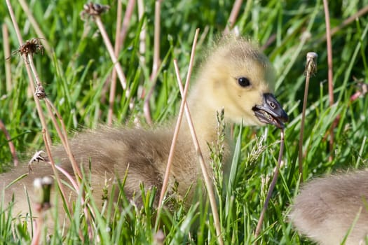 Canadian Goose Gosling resting in the grass