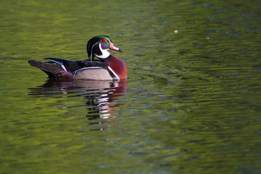 Male wood duck swimming in a lake