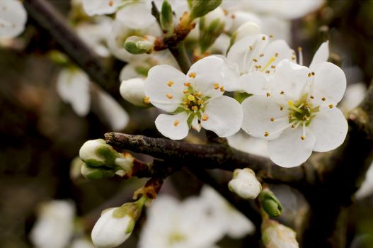 White Blackthorn flowers