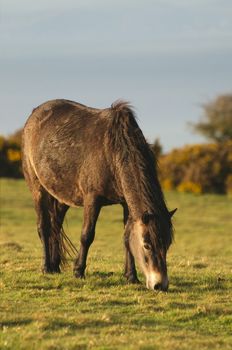 Pony at the moors of Exmoor national park