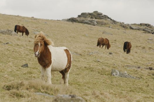 Ponies at the moors of Dartmoor national park