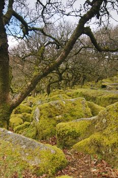 Moss covered rocks at Wistman's Wood