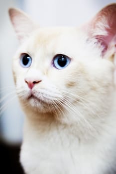 White cat with blue eyes looking left