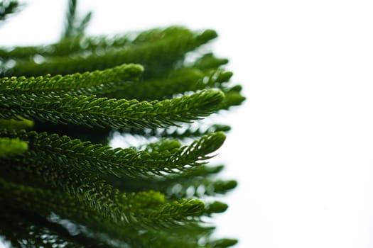 pine leaf close up in the morning light