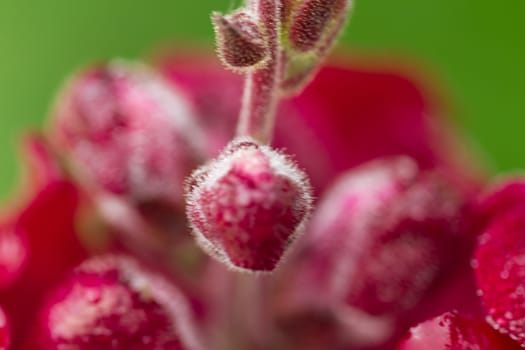 Red wild orchid petal close up