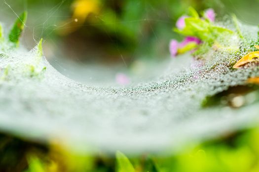 dewdrop condensation on spider web in the morning