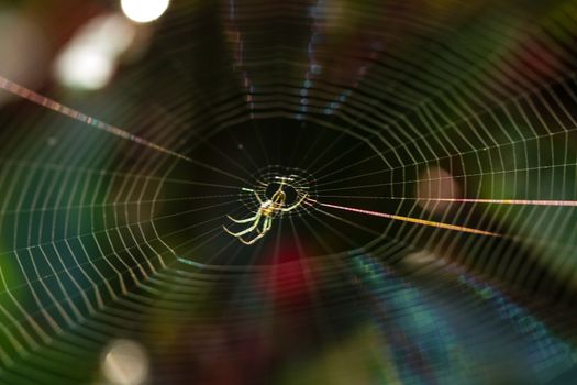 Spider web in the morning light