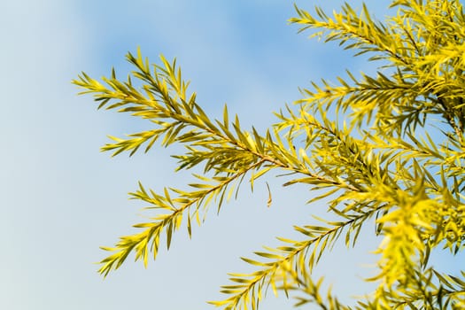Pine leaf close up with blue sky background