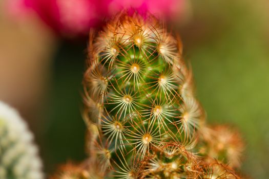 Close up view of cactus with blurry background