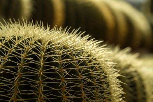 Close up view of cactus thorn
