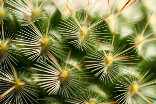 Extreme close up view of cactus thorn