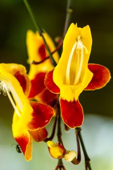 wild orchid with red and yellow petal