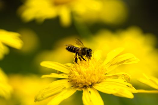 Close up on bee and yellow crysanthemum flower