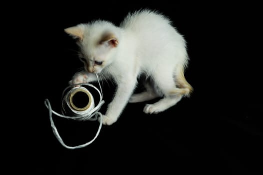 White Young Baby Cat on a Black Background