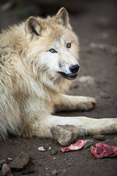 Arctic Wolf (Canis lupus arctos) aka Polar Wolf or White Wolf