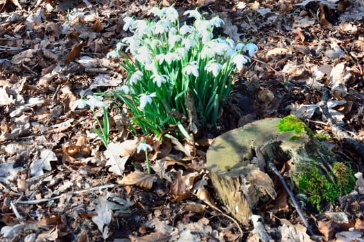 Snow drops in winter