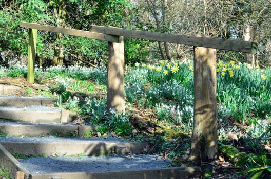 Floral forest pathway