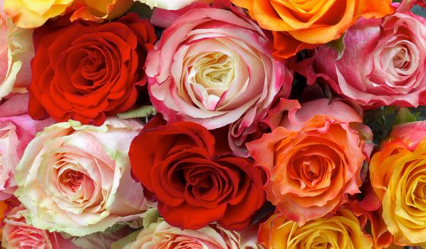 Background of Mixed Colorful Roses closeup