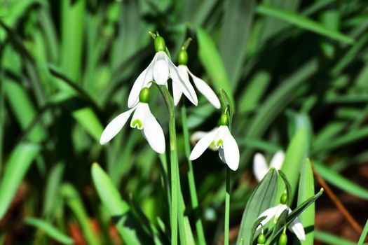 Snowdrops with green background