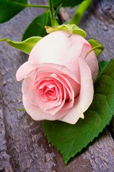 Flower Head of Beauty Fragile Pink Rose with Leaf closeup on Rustic Wooden background
