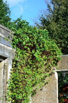 ruined walls and shrub