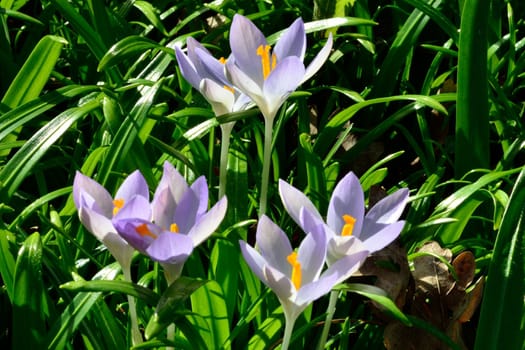 Wild Crocuses in spring time